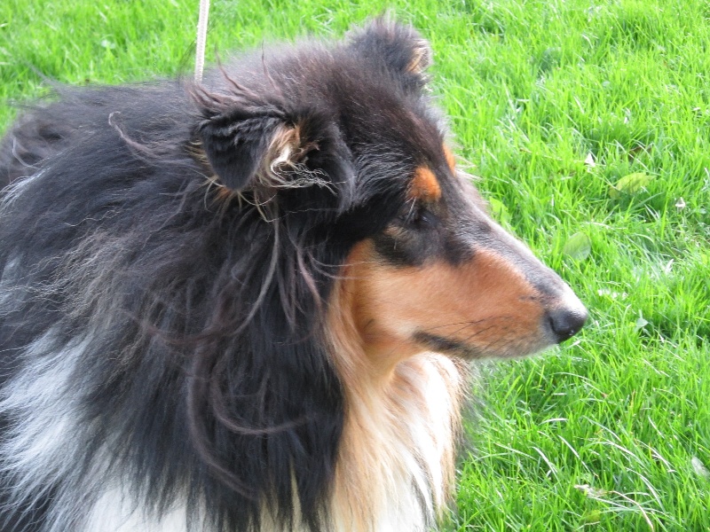 Harry Des marais de la joux