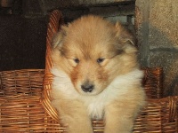 CHIOT